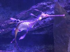 -暹罗海洋世界