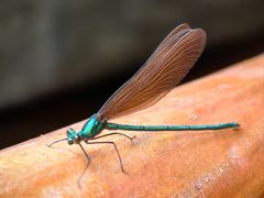 -白水寺森林公园