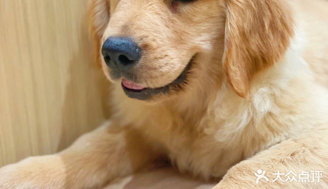 【宠咖乐园】今天是带了发卡的小金毛🐶