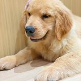 【宠咖乐园】今天是带了发卡的小金毛🐶