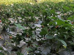 -大自然农场蔬菜草莓采摘园