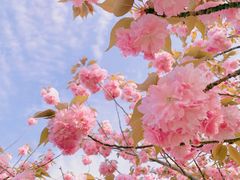 -高东镇樱花园