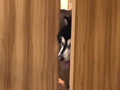 -白兔子密室(长寿路店)