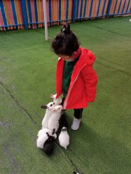 -萌宠亲子动物乐园(槐房万达店)