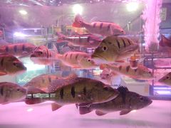 -中环花鸟鱼虫市场