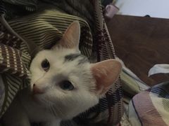 -纳吉亚猫专科动物诊疗中心(蒋宅口分院)
