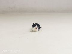 -北京京卫宠物寄养训练中心