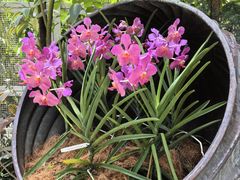 -新加坡植物园
