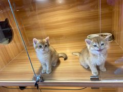 -猫十亿·布偶金渐层·曼基康矮脚猫舍(青年路店)