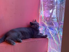 -藏猫猫咖啡主题馆(中央大道店)