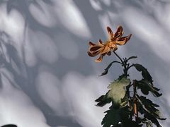 -杭州植物园