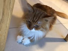 -平行世界·猫咖(首经贸店)