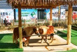 -萌宠亲子动物乐园(槐房万达店)