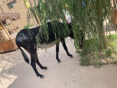 -刘红杏·杏皮水店(月牙泉小镇店)