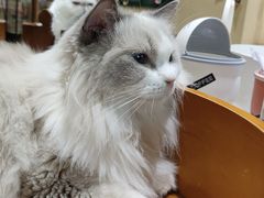 -藏猫猫咖啡主题馆(中央大道店)