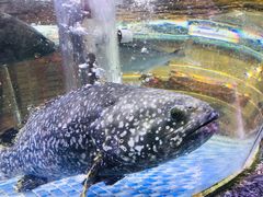 东星斑-德胜轩正宗顺德菜(宝安沙井会展中心店)