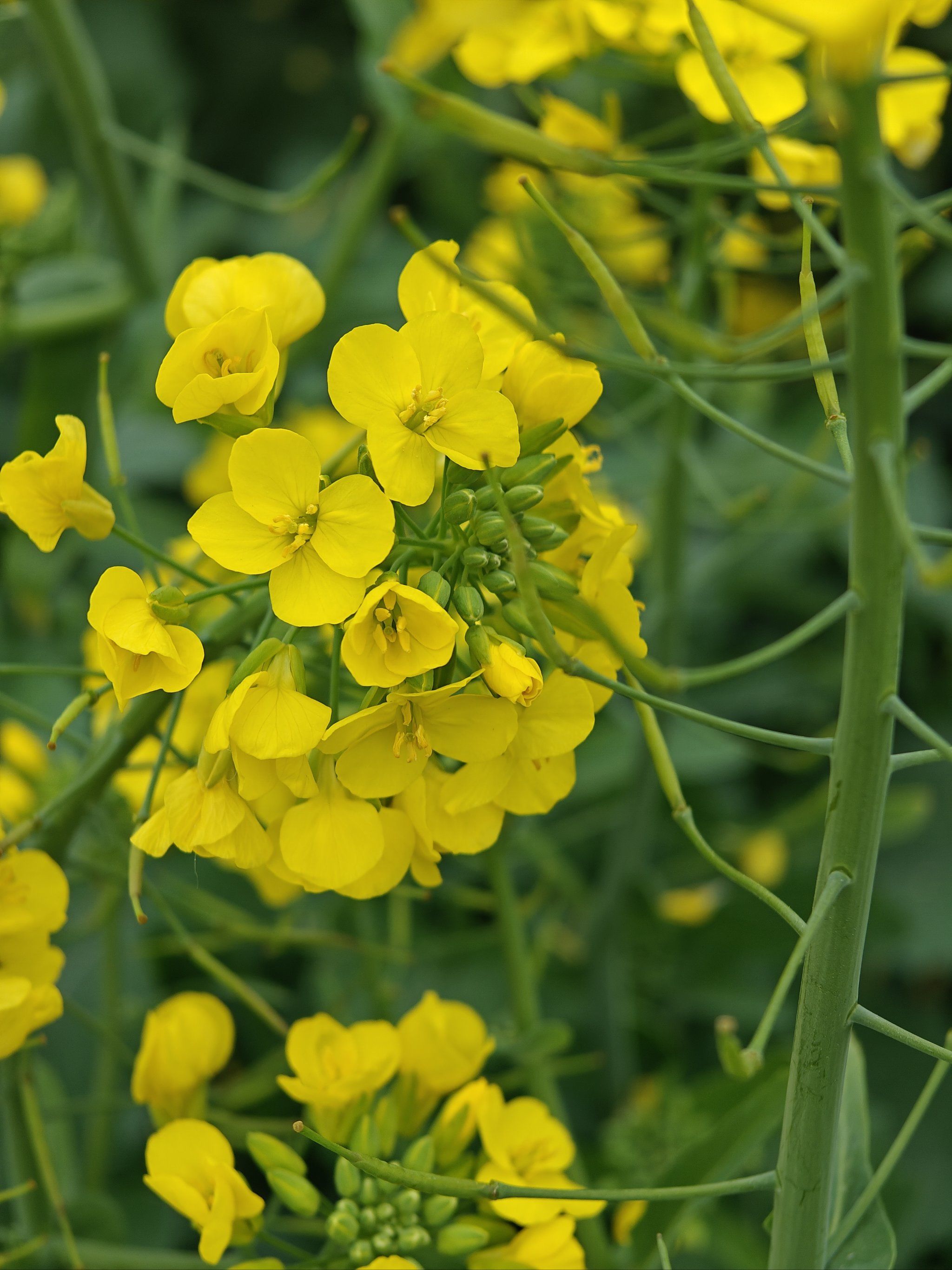 油菜花的斑斓世界