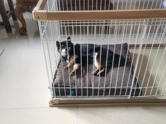 -宠福鑫康馨动物医院·骨科·眼科
