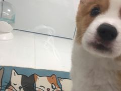 -1013 PET SHOP精品宠物商店(丁香店)