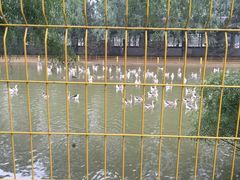 天鹅-泰安地下龙宫景区