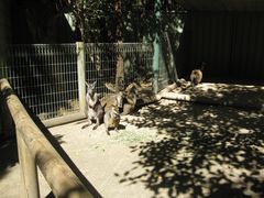 -费瑟代尔野生动物园