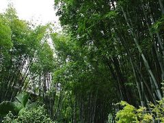 景点-望江楼公园