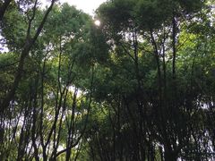 -昆山城市生态森林公园