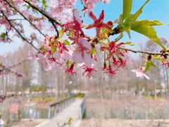 -上海辰山植物园