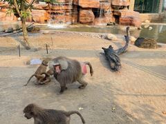 -北京野生动物园