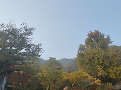 -遵化市禅林寺古银杏风景园