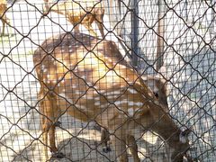 -长白岛森林公园