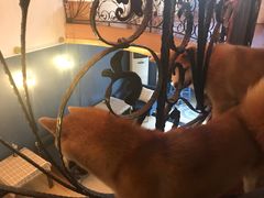 -喜柴咖啡·柴犬狗咖