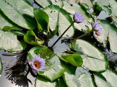 -建华生态湿地百荷园