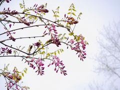 -嘉定紫藤园