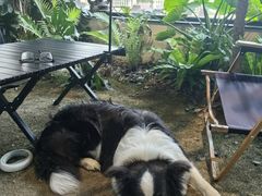 -J Create城市露营咖啡·简餐·宠物(上海动物园店)