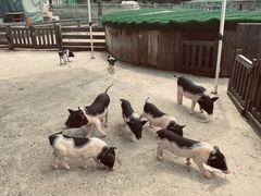 -前小桔亲子创意农场·草莓采摘·露营烧烤