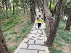 -嘉定紫藤园
