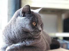 -喜多萌中农锦绣动物医院24H·猫科·牙科MRI·CT