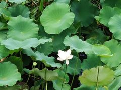 -尚贤河湿地
