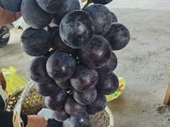 -马陆小张葡萄园农家乐