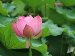 -陈家山荷花公园