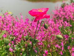-花开海上生态园