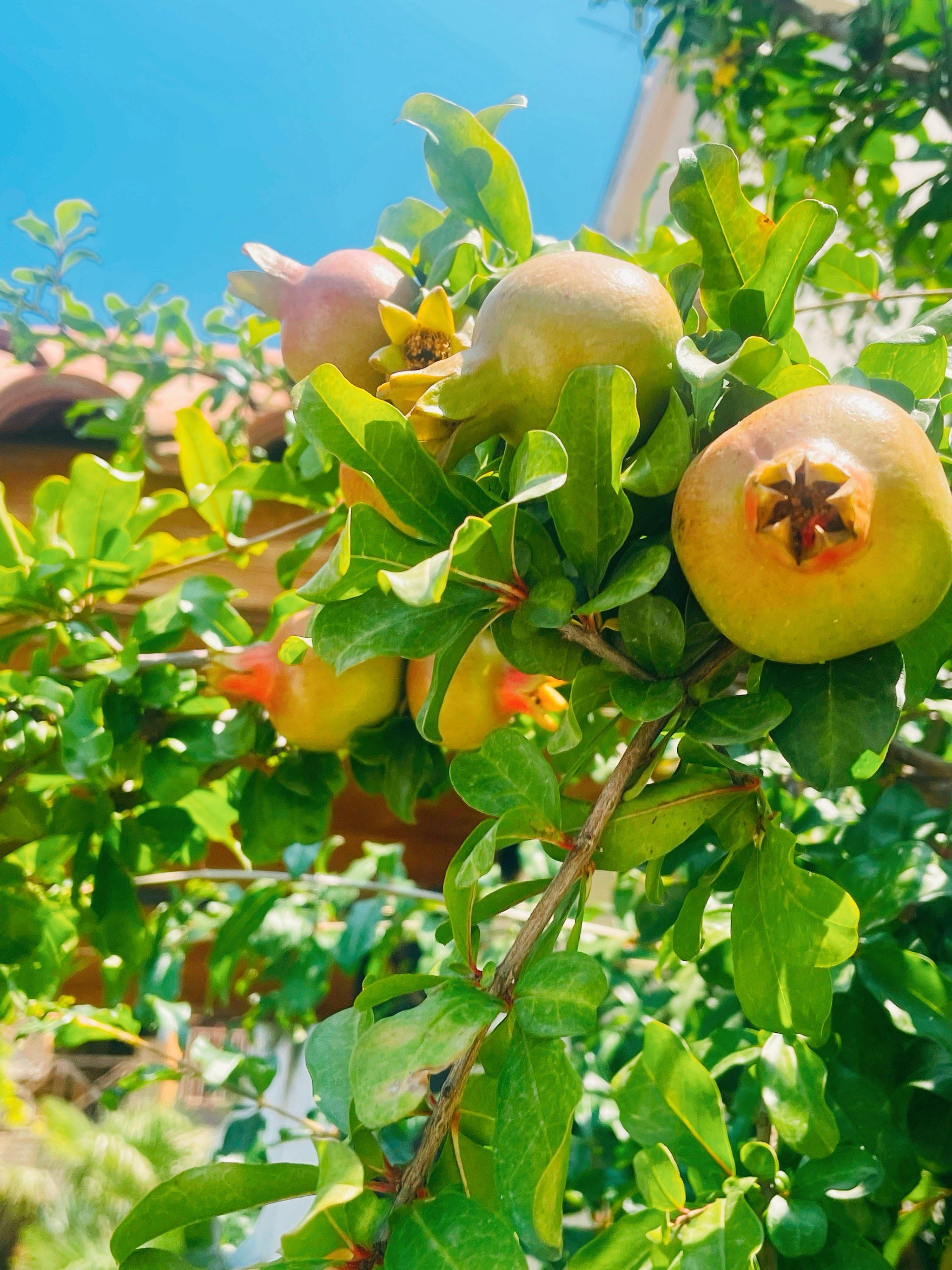 甜蜜的果实,美味的午后