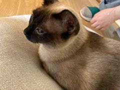-猫和宫(六道口店)