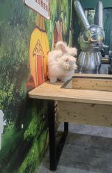 -神奇动物撸宠馆·羊驼·小浣熊·异宠(豫园店)