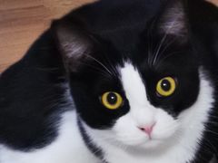 -北京赛佳动物医院