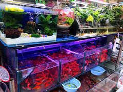-曲阳花鸟市场(曲阳路店)