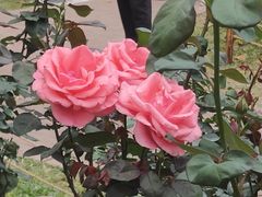 -人民公园(罗湖区)