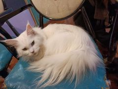 -猫小院猫主题咖啡厅(北锣店)
