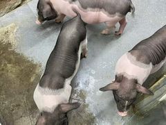 -东部华侨城